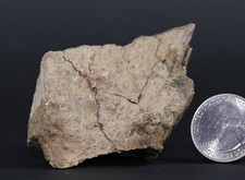 Fossil Dinosaur Tyrannosaurus Rex T Rex Leg pc 2.8