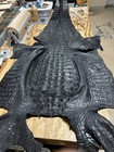 Huge 9’ 10 Wild Alligator Hornback Hide — photo 1