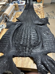 Huge 9’ 10 Wild Alligator Hornback Hide