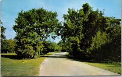 Vintage Postcard Road Through Trees Kodachrome C.K.-109 Color Photo B100