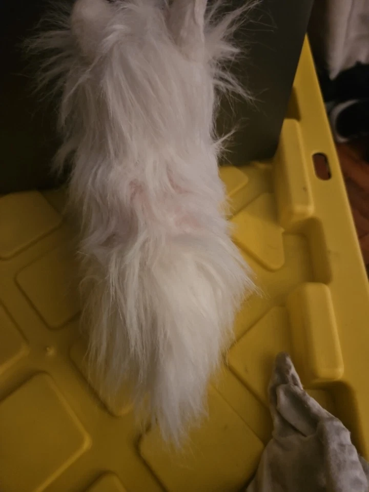 Ganz Webkinz White and Pink Yorkie Plush - Image 3 of 3