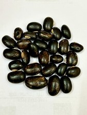 Black Kaunch seeds,mucuna pruriens,Kaunch seeds,cowhage, Velvet Bean,kapikacchu