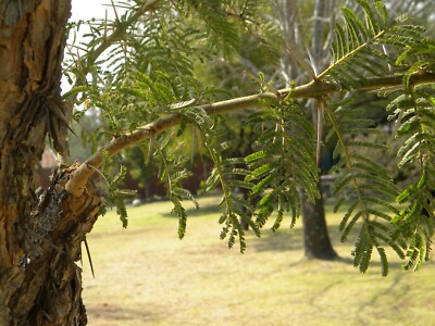 10 Seeds Rusty Acacia Tree Seeds! -Acacia ferruginea | eBay