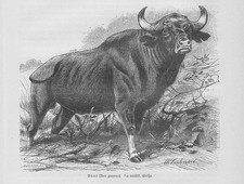 Gaur Bos gaurus Holzstich von 1891 Rinder Rinderrassen Kuhnert