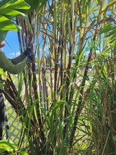 5ft total length SUGAR CANE Purple JUICING CHEWING ORGANIC