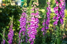 Common Foxglove Seeds (Digitalis purpurea) – 10g Seeds – JustSeed 1450.00 per kilo