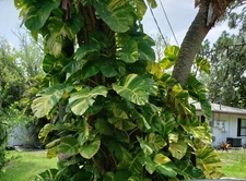 Variegated Giant Golden Pothos Climbing hawaiian Live Plant Rooted 2,5" Pot 