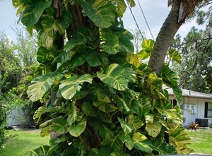 Harlequin Pothos | eBay