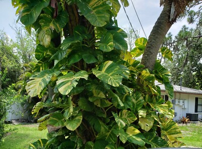 #ad GIANT Variegated Golden Pothos Climbing hawaiian 3 node cutting $11.99