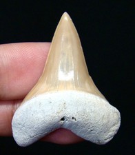 MAGNIFICENT MAKO SHARK TOOTH - 1.49