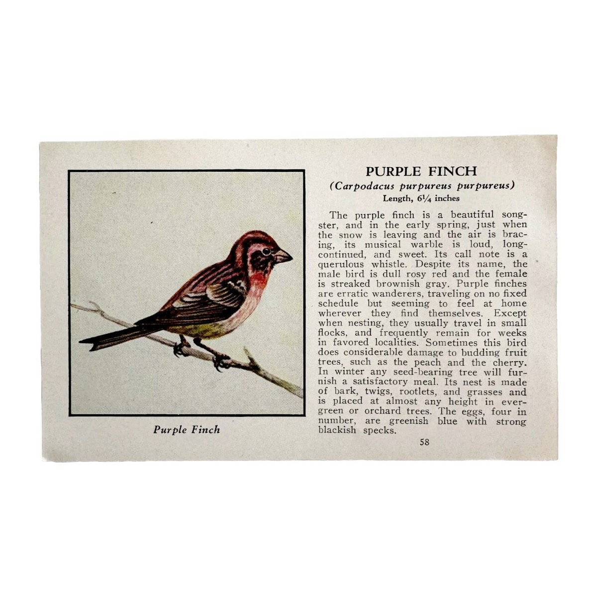  バード purple finch マット 稀少 イギリス限定 Purple Finch Bird Print 1931 Blue Book Birds Of America Animal Art
