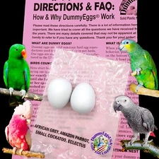 Medium Parrot Dummy Plastic Eggs Control Laying (2)! 1.5" x 1.25" (3.7 x 3cm)...