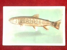 Postcard - United States, Yellowstone Park, Eastern Brook Trout (19303)