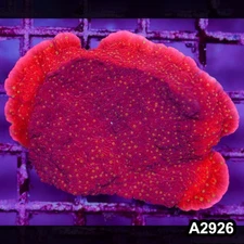 Item#A2926IN2926(M) WYSIWYG Indo Red Cap Montipora Colony with Yellow Polyps
