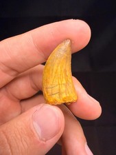 Carcharodontosaurus Dinosaur Tooth - 1.25 inches