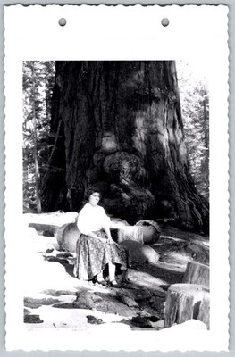Vtg B&W Snapshot Woman In Patterned Skirt By Giant Sequoia Tree In Snow Mid