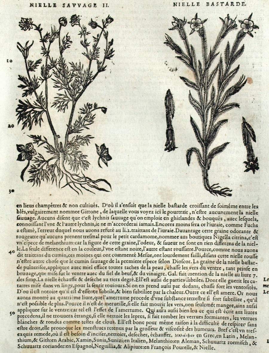 Wild Nielle Engraving Botanical Matthioli Mattioli Matthiole ...