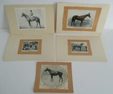 British Racehorse Image Lot SUNSTAR, PRETTY POLLY, BAYARDO, HAZELHATCH, SUREFOOT