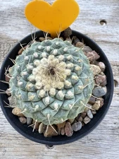 Strombocactus disciformis Seed Grown Large!