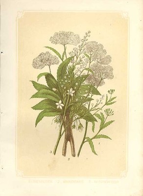 Hemlock Mandrake & Wormwood Antique Print 1860 Bicknell Gravur