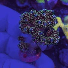 Live Coral Frag Absolutely Fish Naturals Forest Green Pocillopora SPS