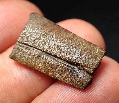 Jura Ichthyosaurier Kieferknochen Fossil Lyme Regis (22mm) Meeresreptil UK Kristall