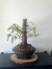 AWESOME! Fantastic Bald Cypress Pre-Bonsai, 20 Years, GREAT TRUNK