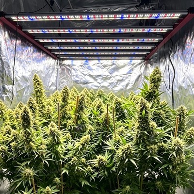 Commercial Grade 6500W Spider LED Most Efficient Grow Lights 6X6FT Full Spectrum