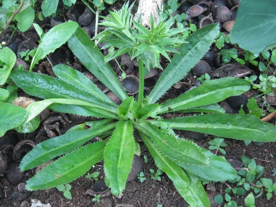 3 CULANTRO Eryngium foetidum Thai /Vietnamese parley Ngo Gai, live Plant, USA - Image 2 of 4