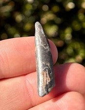 Pterosaur Flying Dinosaur Tooth 1.25” from Niger Fossil Cretaceous Age Dino