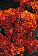 French Marigold Durango Mix – Premium Bedding Plants for Pots