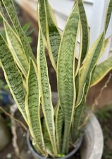 4 Sansevieria Laurentii HAWAII GROWN Starter Leaf CUTTINGS Snake variegated