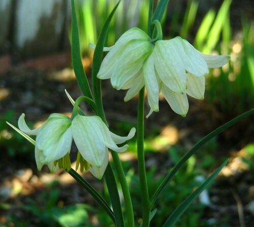 Fritillaria Meleagris : 100 Seeds (2022) : Checkered Lily : White, Purple, Brown - Picture 6 of 12
