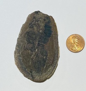 Mazon Creek Eurypterid. Very rare in any form at this location.