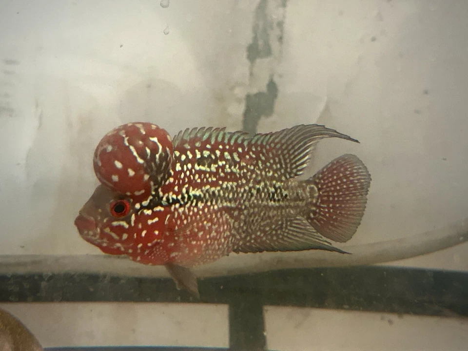 Red Dragon Flowerhorn 5” - Image 3 of 4