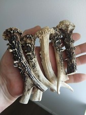 207.KNIFE HANDLE MATERIAL.ROEBUCK  HORN BLANKS.(NATURAL).