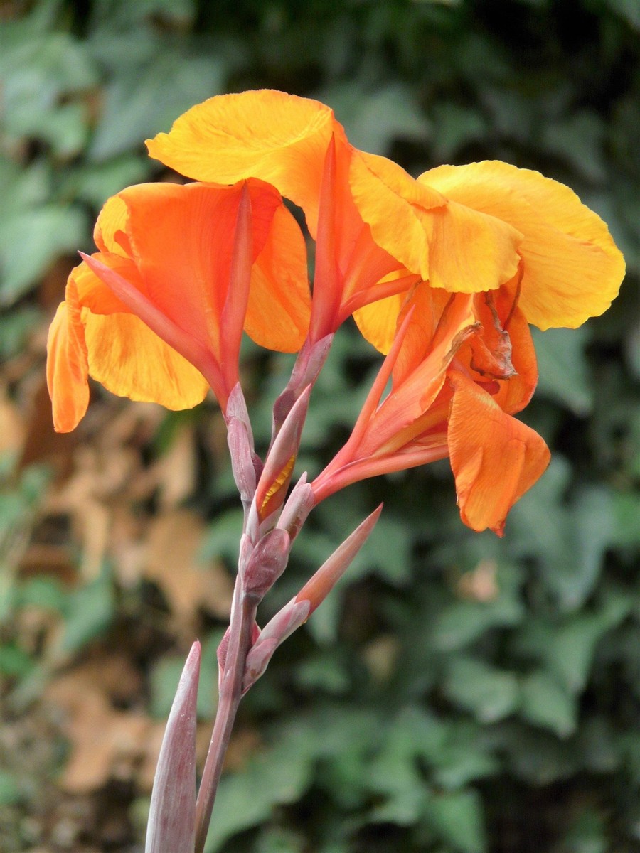 5 ORANGE CANNA LILY Indian Shot Arrowroot Canna Indica Flower