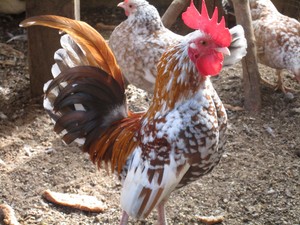 Details About 10 Fresh Bantam Serama Hatching Eggs