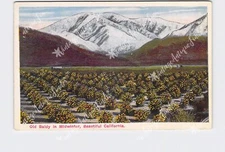 PPC Postcard CA California State Old Baldy In Midwinter Orange Grove Scenic View