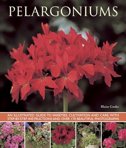Pelargoniums by Blaise Cooke (Paperback Book) - Image 6