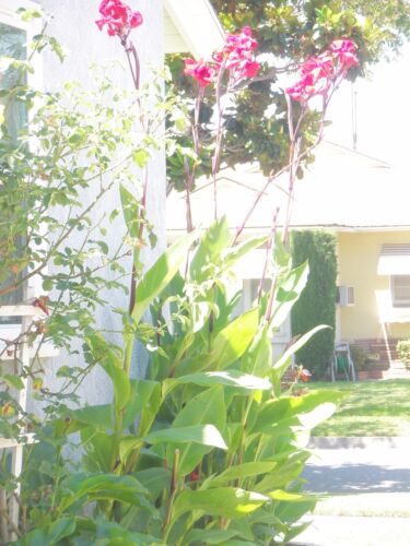 2 TWO Large Red King Humbert Canna Lily Rhizome Bulb Tropical Flower Eyes - Picture 2 of 3