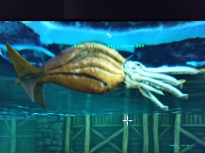 ARK Survival Ascended  Pve Baby Tusoteuthis Lvl 269 male