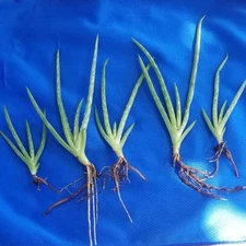 5 Organic Aloe Vera Plants Medicinal, Air Purifying, Live Roots Ready To Plant