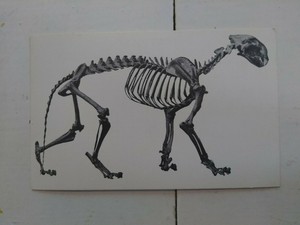 La-Brea-Lion-Fossil-Vintage-Postcard