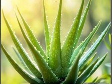 ALOE VERA LEAVES - 3 Long Large Leaves of Organic Barbadensis. Natural Healing. 