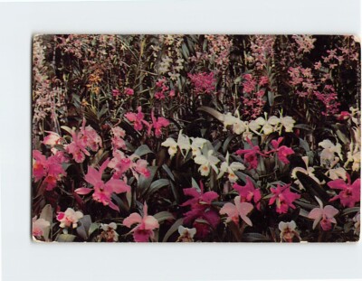 Postcard Orchids Hawaiian Islands Hawaii USA