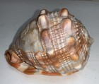 Vtg Hand Carved Carved Conch Shell Woman Italian 5 in Cameo Style  — photo 3