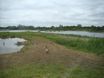 Photo A3 Canada geese on the grassland in London Wetland Centre Barnes L c2013