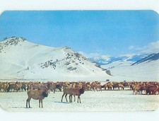 1950's Elk Herd On Feeding Grounds Jackson Hole Wyoming WY : clearance t5399