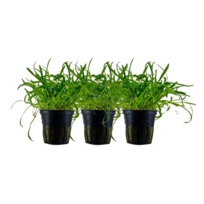 Plantes D’Aquarium 3 Pièces Lilaeopsis brasiliensis Eau Douce AquaOne 340 Set - Photo 1/4